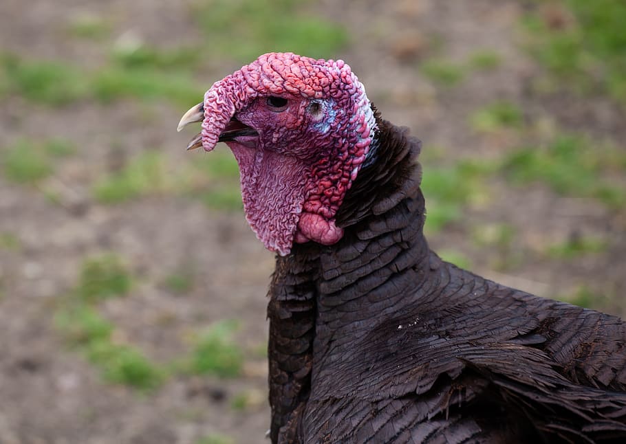 turkey, christmas, thanksgiving, bird, dinner, food, poultry, roast, animal themes, animal