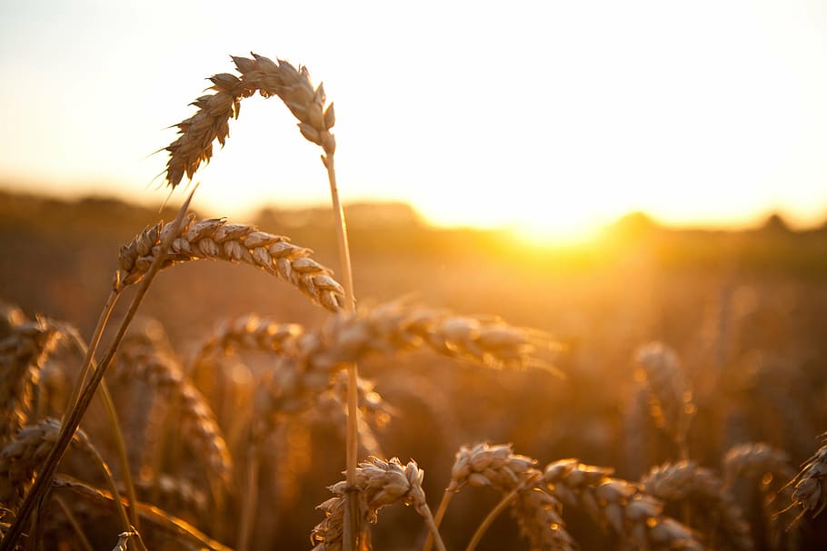 brown, wheat, golden, hour, plant, grass, grain, cereal, sunset, sunrise