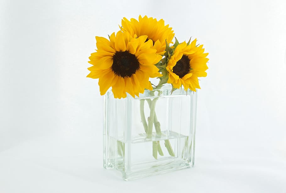 three, yellow, sunflowers, clear, glass vase, water, vase, decor, flower, flowering plant
