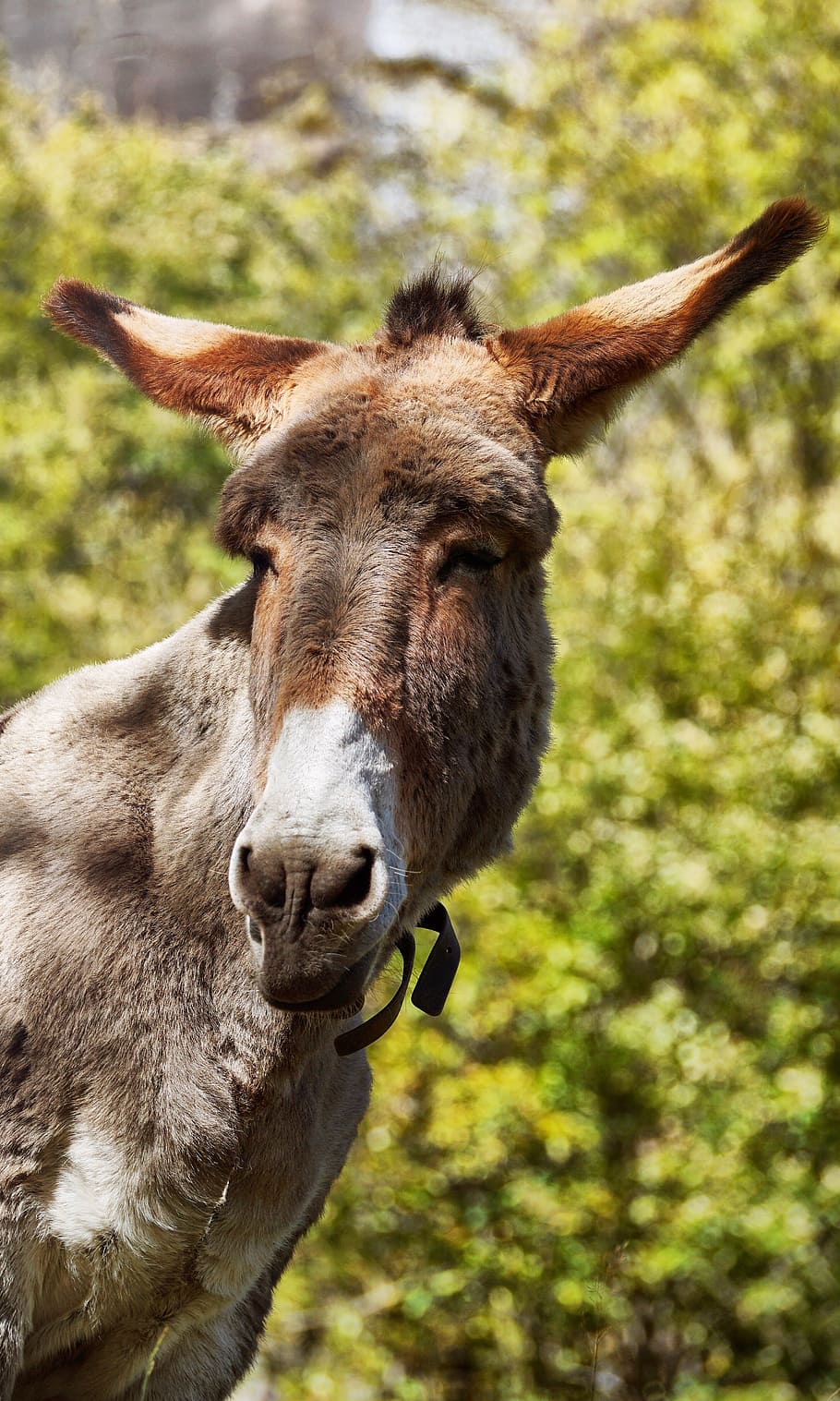 selective, focus photography, brown, donkey, animal, animals, country life, mule, head, nature