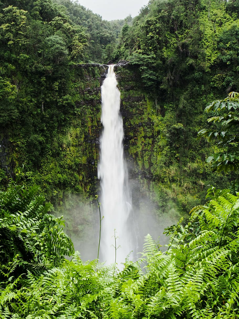 nothing, nada, none, waterfall, green color, nature, lush foliage, outdoors, day, forest