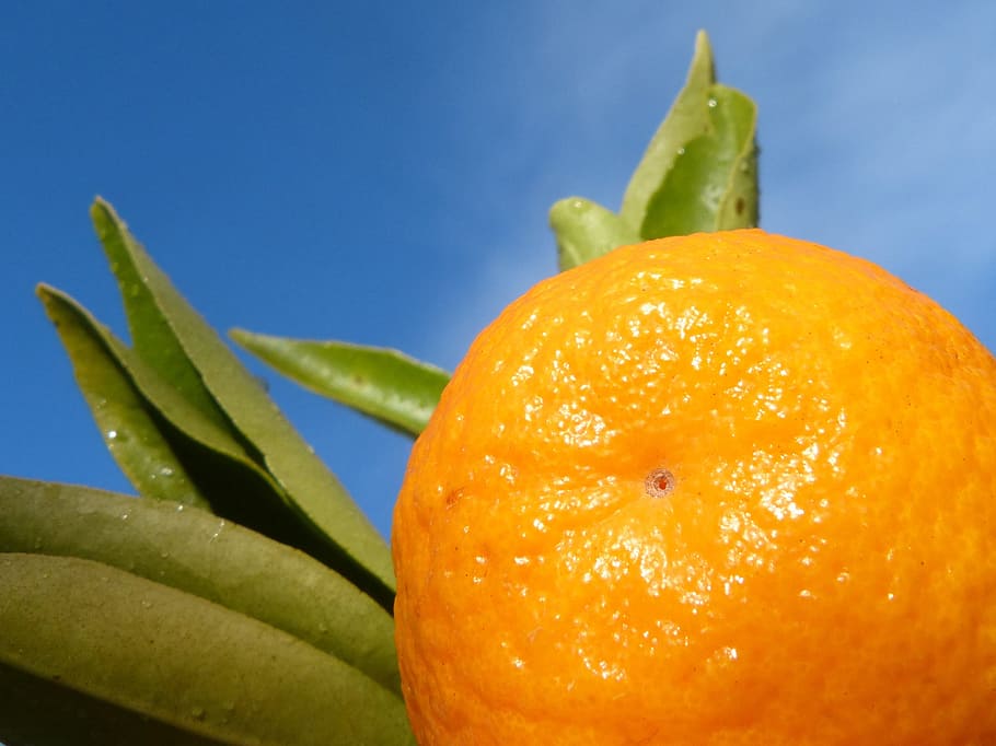 tangerine, leaf, sky, citric, food and drink, healthy eating, food, fruit, freshness, wellbeing