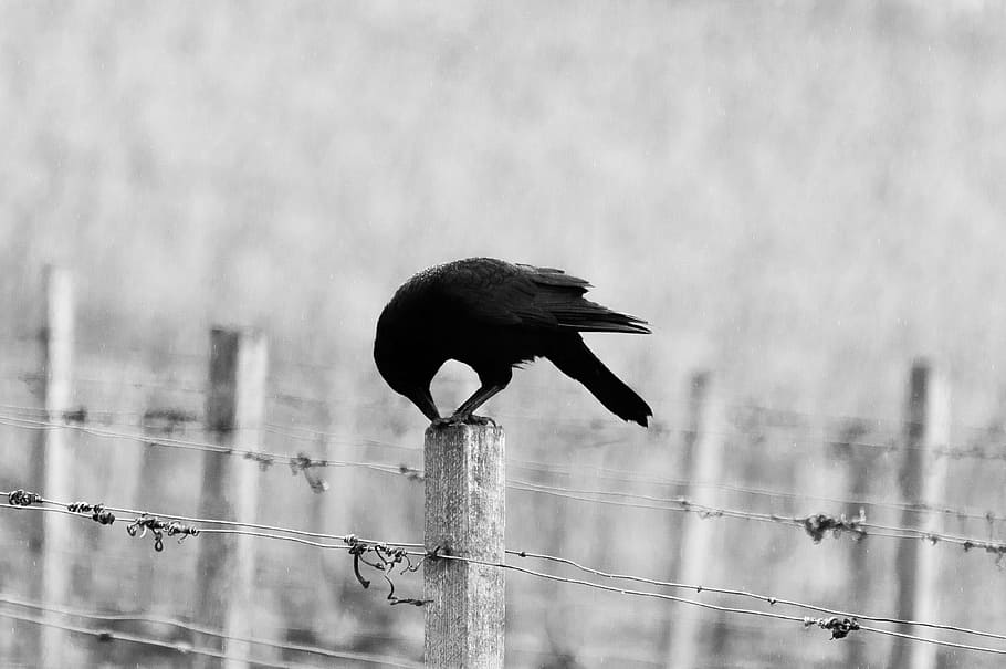 black, crow, perched, gray, post, wires, bird, animal, fence, auk
