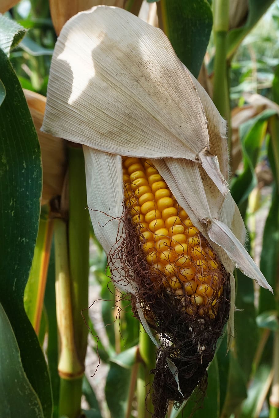 maíz, maizal, maíz en la mazorca, agricultura, cosecha, campo, naturaleza, otoño, paisaje, rural
