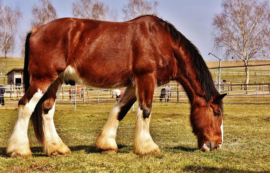 brown, white, horse, eating, grass, farm, shire horse, coupling, wildlife photography, reitstall