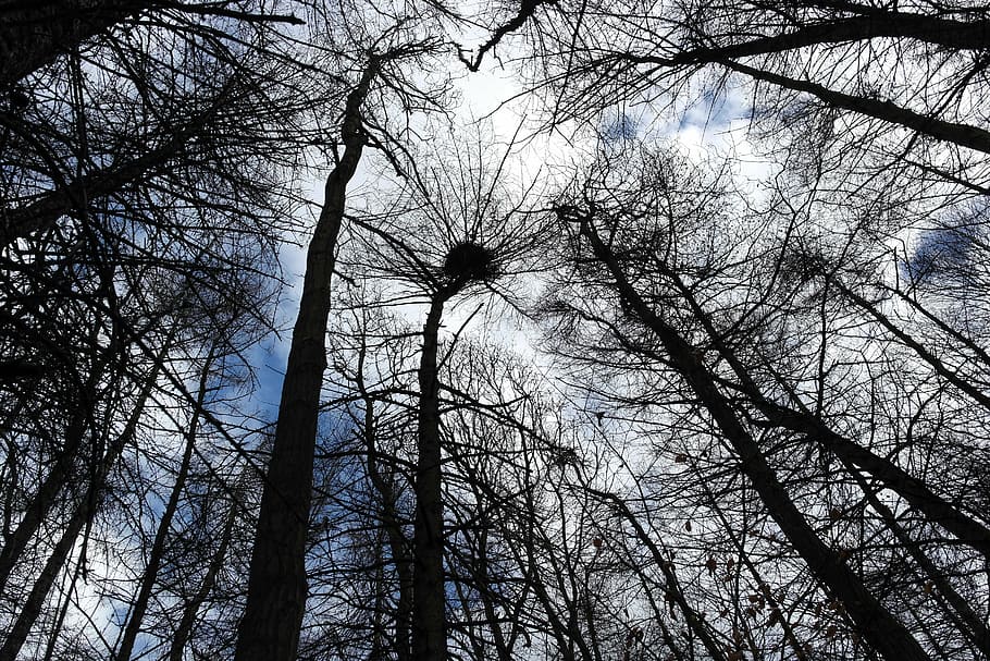 treetop, trees, forest, tall, perspective, woods, branches, bare, nature, silhouettes