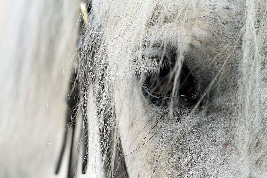 Ojo Caballo Plan Krupnyj Caballo Blanco Retrato Ojos Blanco Equino Lindo Cabeza Pxfuel