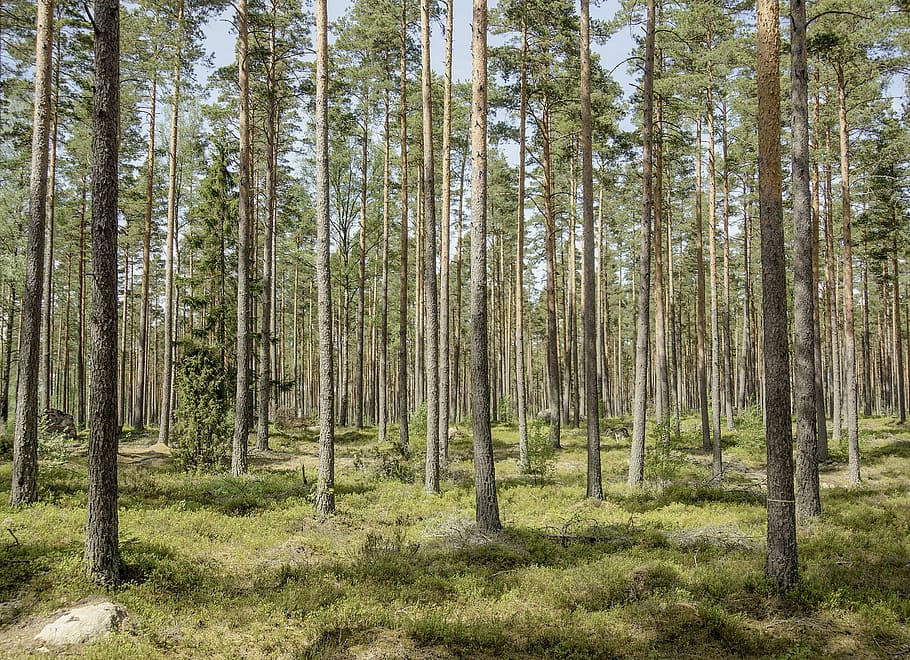 forest, pine, nature, pines, sweden, greenery, tall trees, tree, plant, land