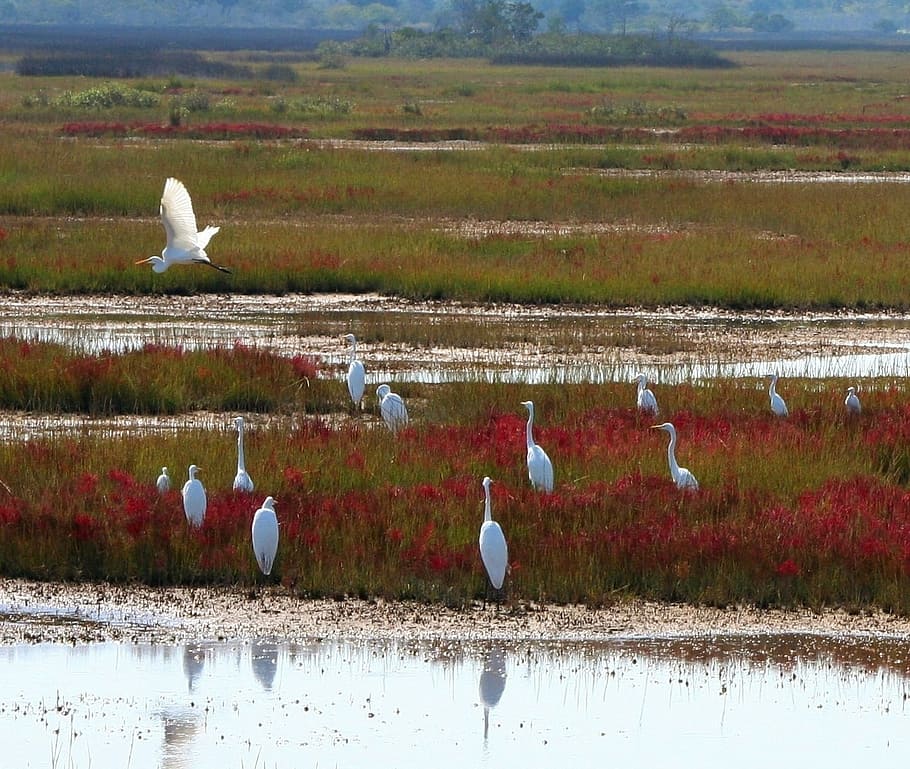 flock, white, egrets, rice field, Great White, Herons, Marsh, Bog, Island, great white herons