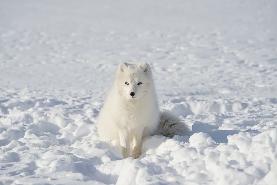 arctic, fox, sitting, snowfield, daytime, white, animal, wildlife, snow, winter