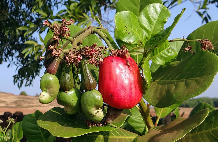rojo, al lado, verde, hoja, anacardo, fruta, maduro, nuez, árbol, cultivo