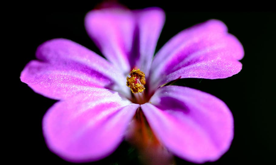 flower, purple, pink, bloom, orchid, nature, flora, plant, floral, beauty