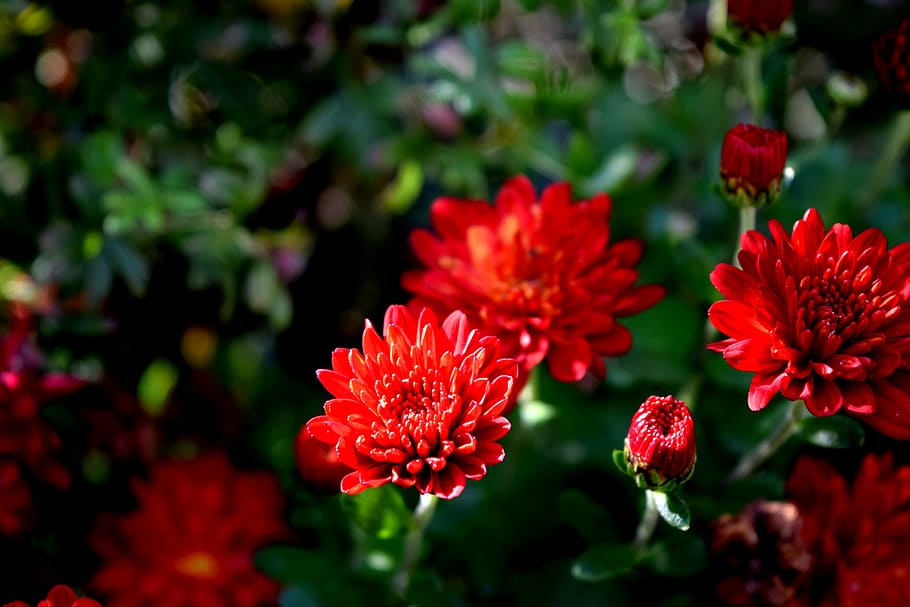 Plant, Flower, Mum, Bloom, Annual, red, growth, nature, beauty in nature, flowering plant