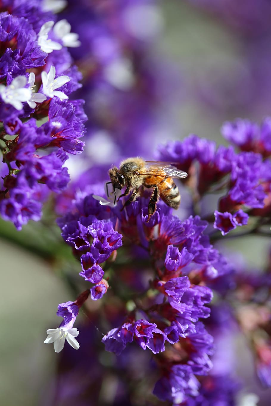 bee, pollination, sea lavender, purple, flower, statice, limonium, springtime, insect, nature