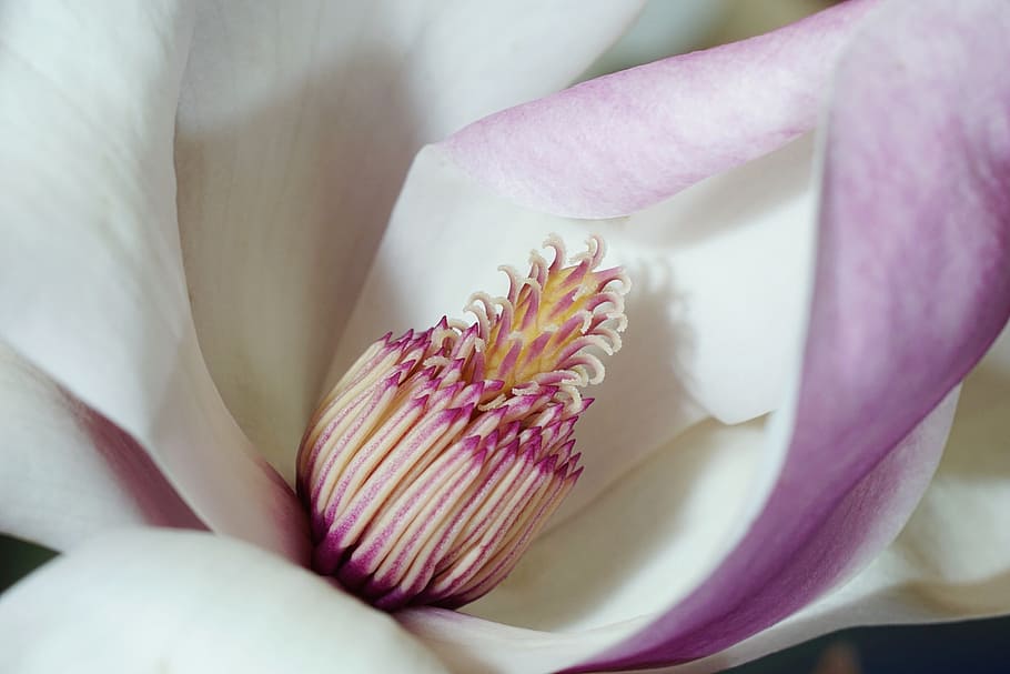 fotografía macro, rosa, blanco, flor de magnolia, flor, planta, naturaleza, pétalo, tierno, magnolia