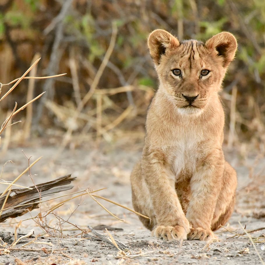 leão, filhote, simba, áfrica, botswana, chobe, animal, safari, temas de animais, um animal