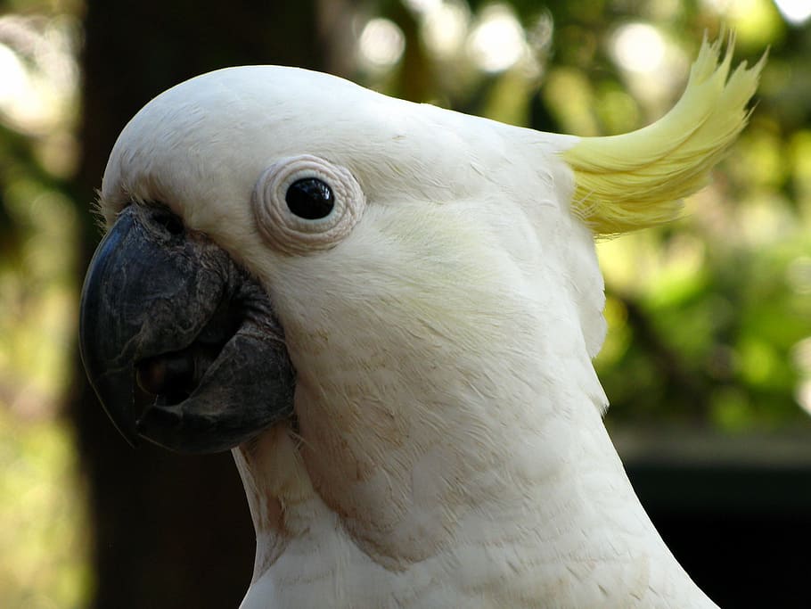 sulphur-crested cockatoo, white cockatoo, sulphur-crested, cockatoo, bird, australia, bird head, zoo, animal themes, animal
