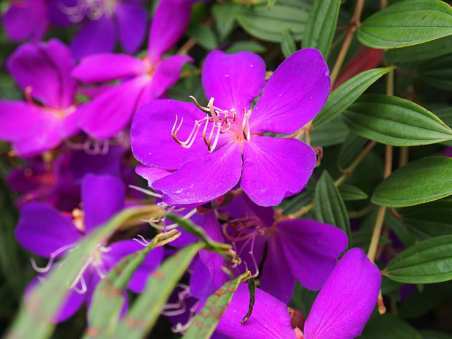 brasil melastoma, melastoma, bunga dan tanaman, sichuan, chengdu, chengdu panda raksasa pusat pemuliaan, ungu, bunga, bunga ungu, violet