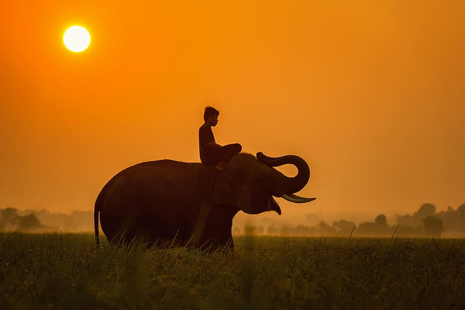 hombre, superior, elefante, durante el día, África, africanos, animales, Asia, bonita, Camboya
