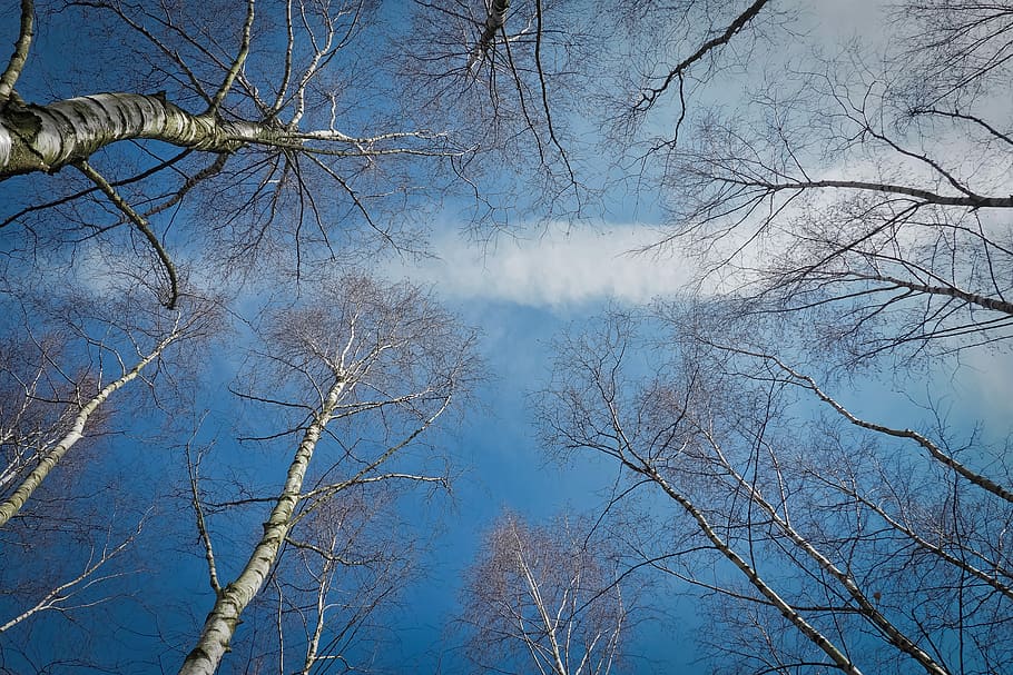 bare, trees, daytime, birch, nature, tribe, wood, aesthetic, bark, branches