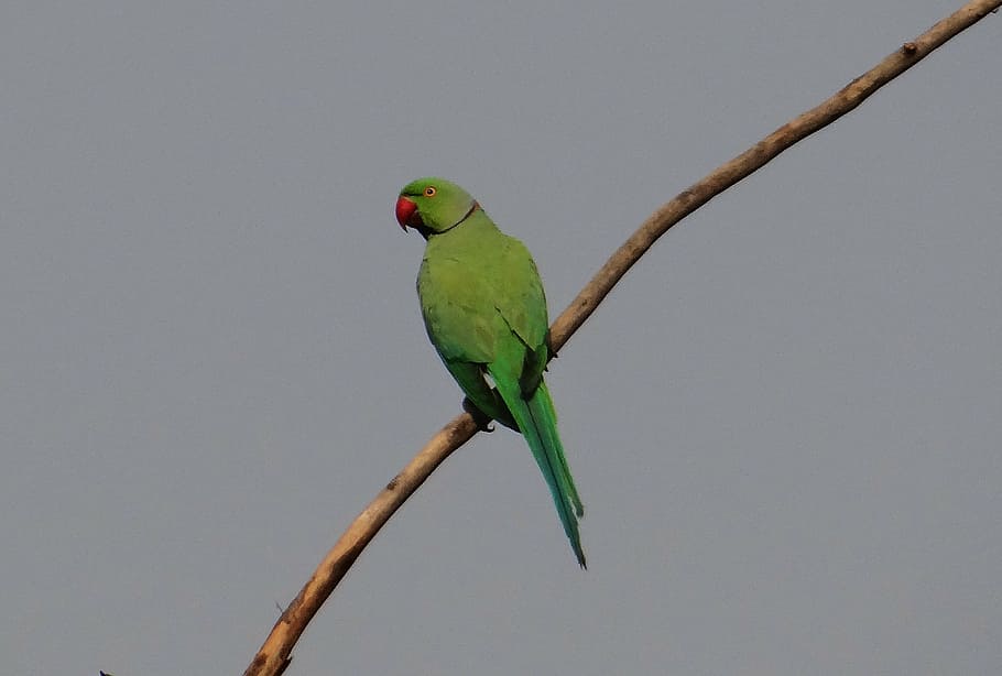 rose-ringed parakeet, psittacula krameri, ring-necked parakeet, male, parrot, bird, india, vertebrate, animal themes, animal