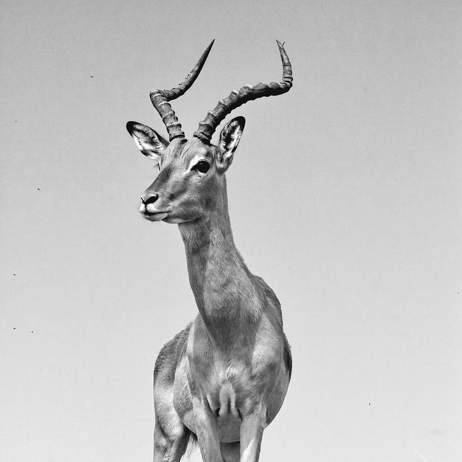 impala, antelope, males, impala buck, bock, animal world, africa, nature, animal, horns