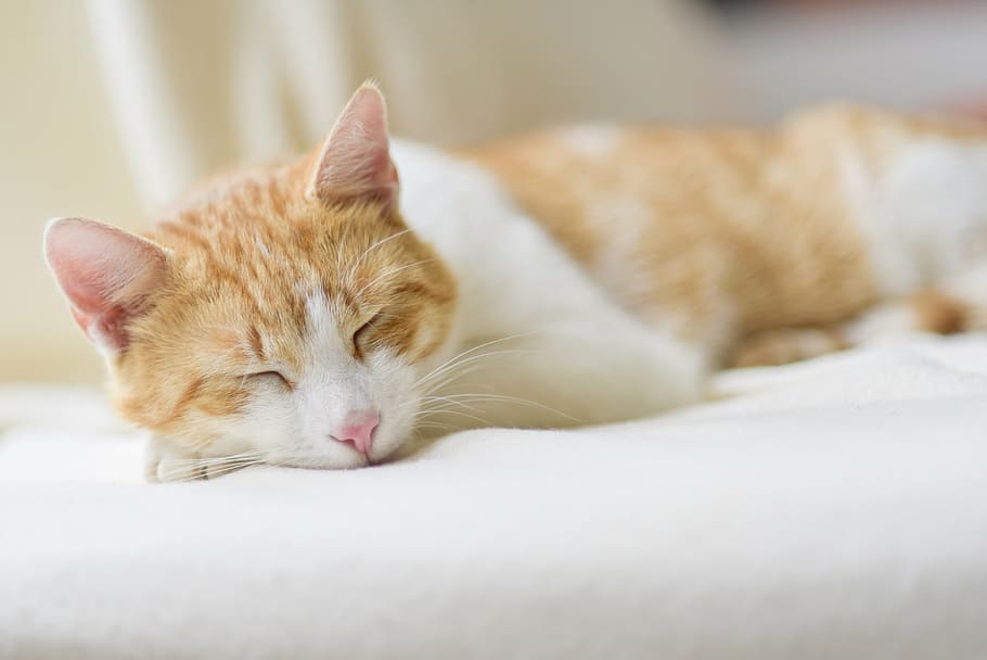 белый, оранжевый, полосатый, Кот, спать, подушка, расслабиться, чувствовать себя как дома, Домашняя кошка, Домашние животные