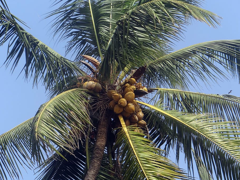 palmera, hojas de palma, coco, palma, cocos nucifera, árbol, india, clima tropical, hoja de palma, cielo