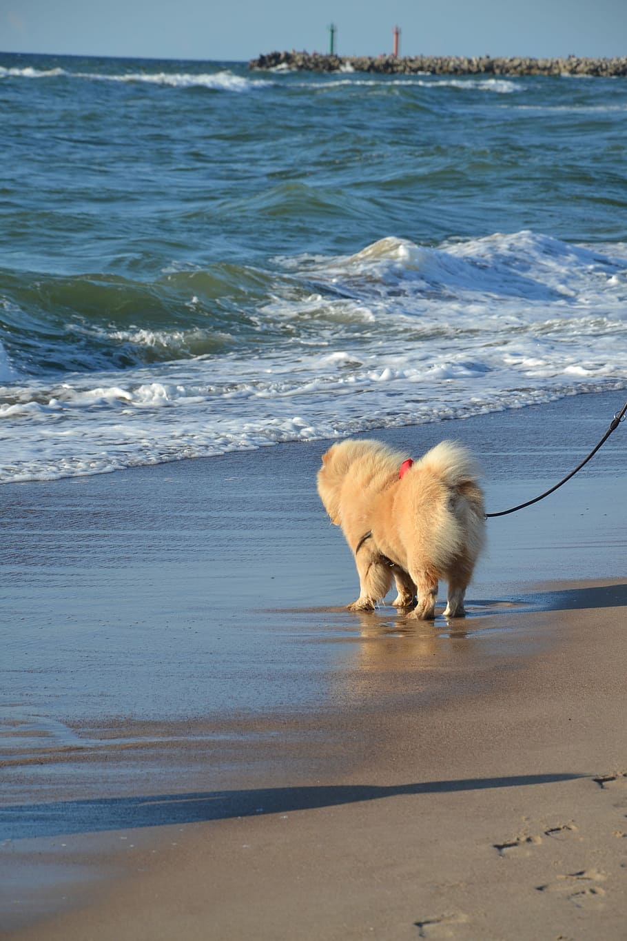 Doggy, Chow Chow, Walk, Baltic Sea, the baltic sea, sea, beach, water, the coast, the coast of the baltic sea