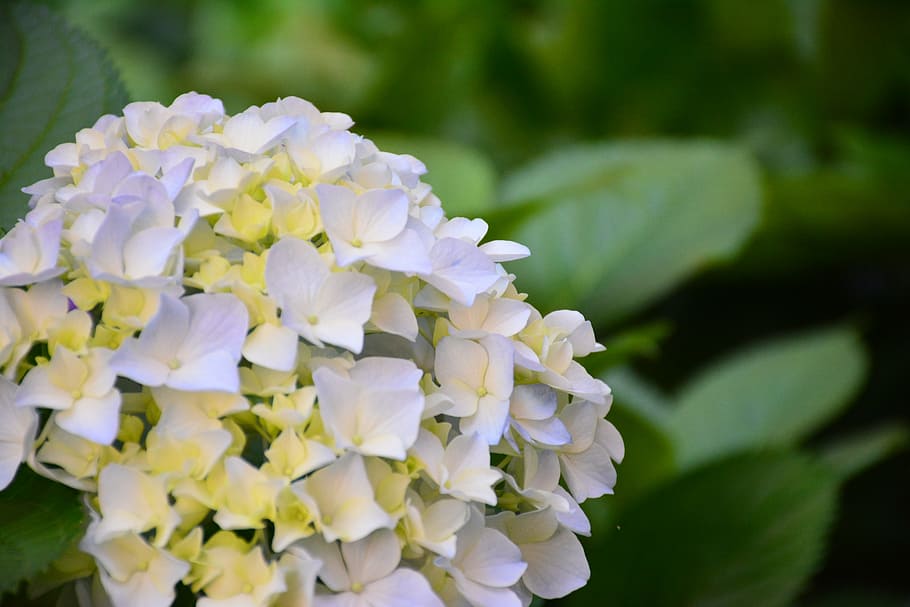 Fotos flores de hortensias blancas y moradas libres de regalías | Pxfuel