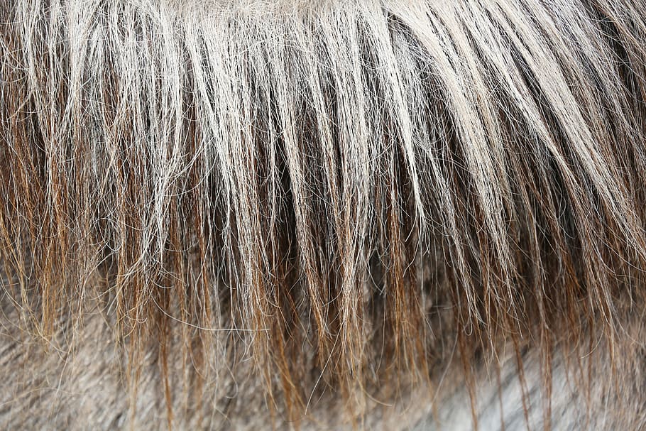 marrón, gris, cabello, canas, caballos, crines, bronceado, primer plano, peinado, cabello humano
