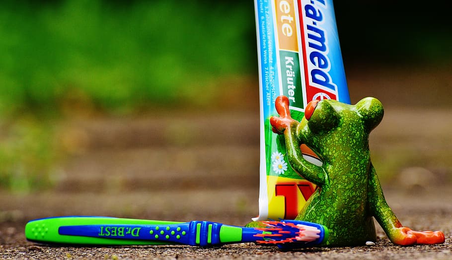 green, frog, reading, toothpaste, soft-tube, label, toothbrush, brushing teeth, hygiene, clean