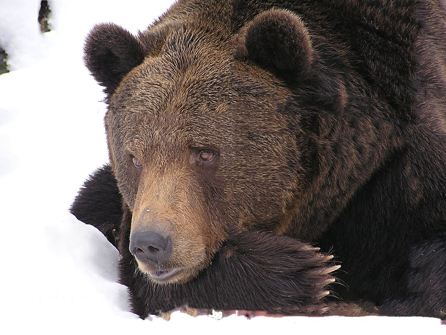 brown, bear, lying, snow pile photography, animal, snow, winter, nature, animal themes, animal wildlife