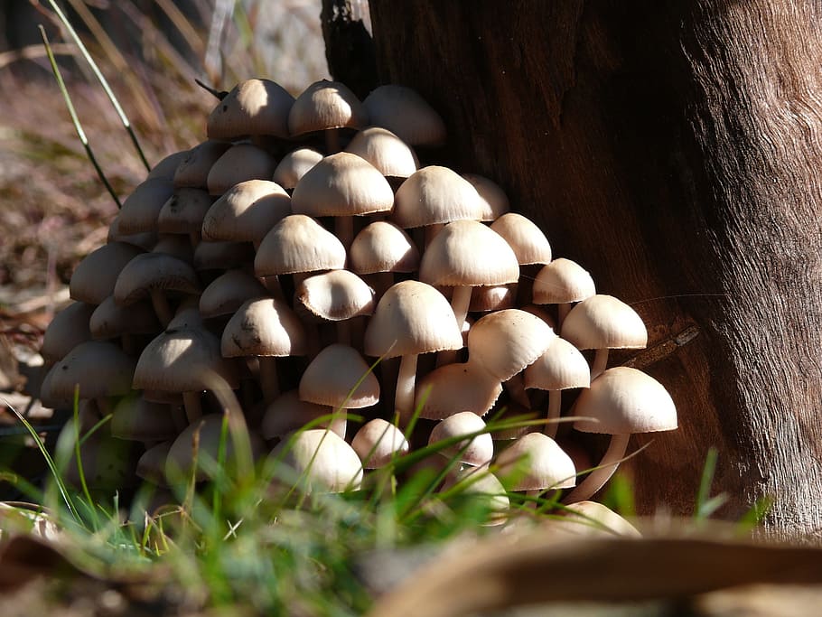 Fungi, Mushroom, Ground, Grass, Tree, grass, tree, selective focus, outdoors, day, large group of objects
