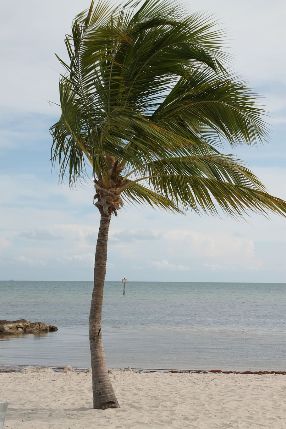 palm tree, key west, palm, key, florida, beach, west, vacation, ocean, sea