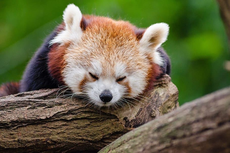 rojo, panda, acostado, marrón, tronco de árbol, panda rojo, duerme, descanso, lindo, cansado