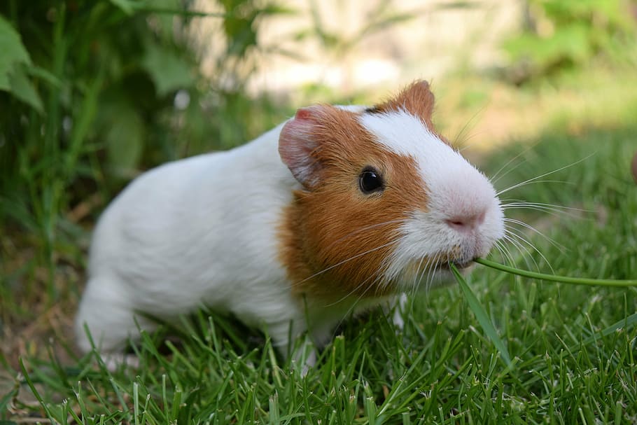 white, brown, eating, green, grass, daytime, pig, cute, pet, funny