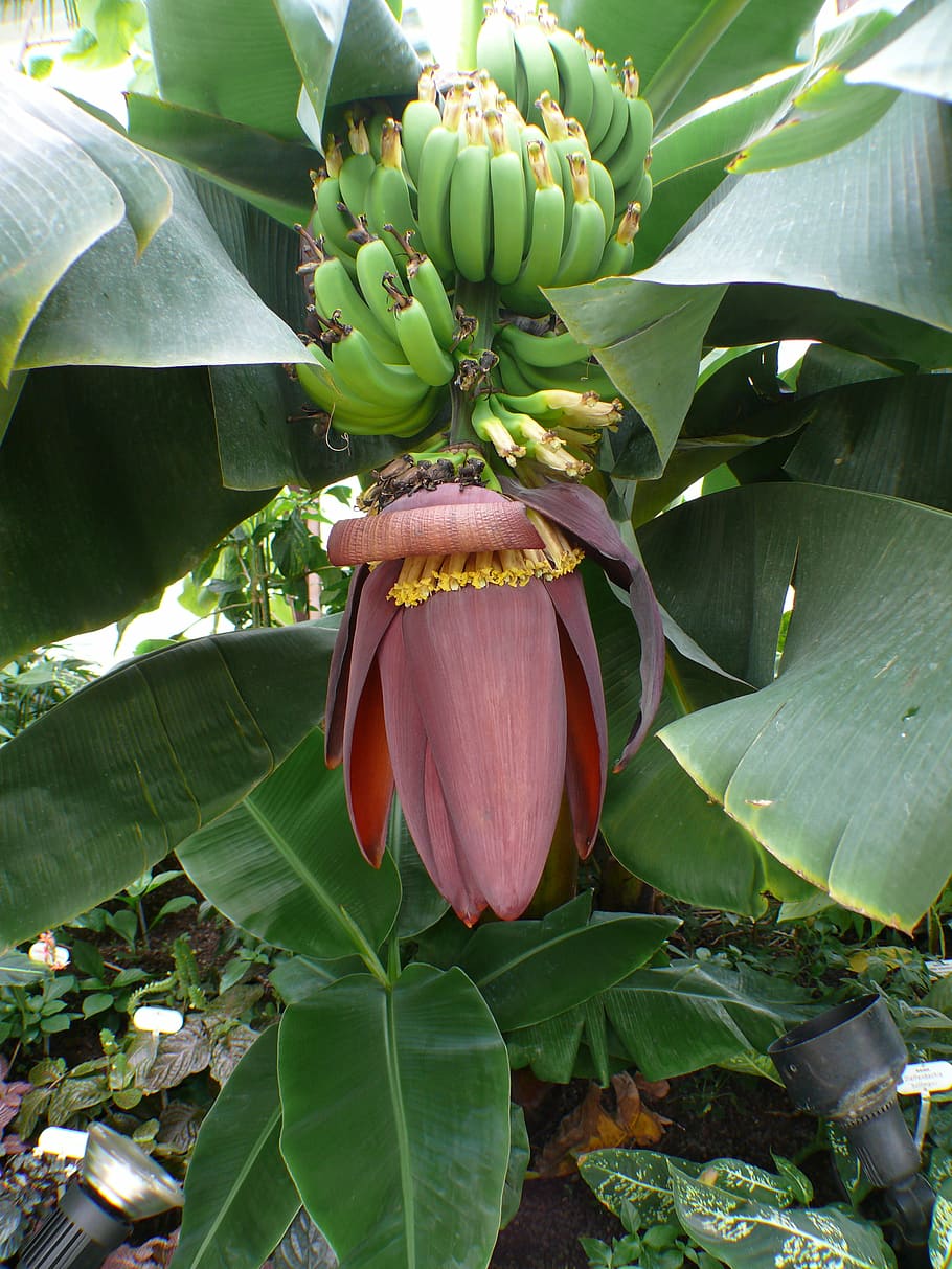 árbol de plátano, plátanos, arbusto, arbusto de plátano, fruta, hoja, inflorescencias, planta de plátano, planta, árboles de plátano