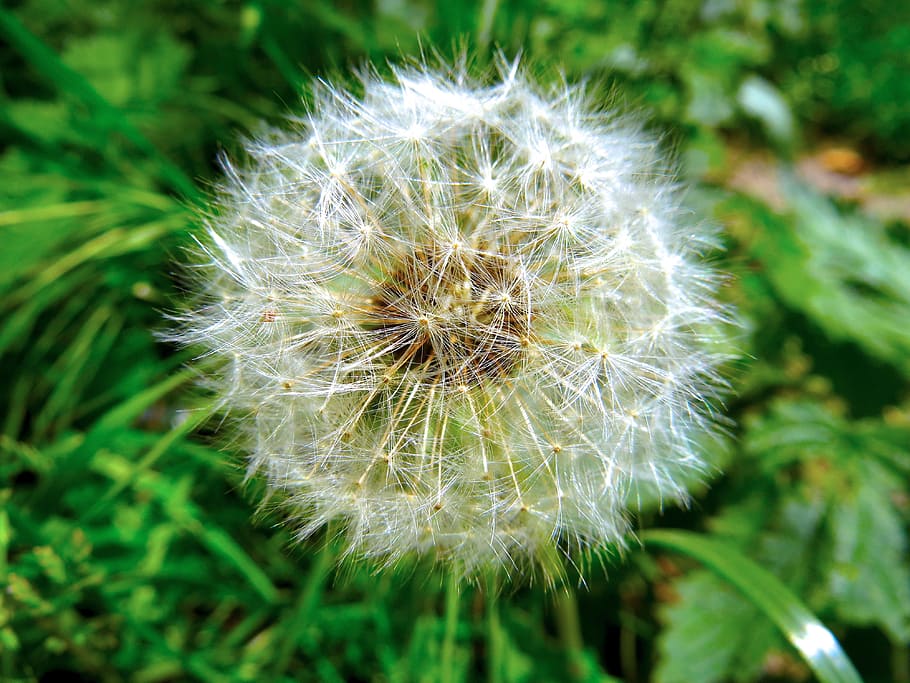 dandelion, green, nature, plant, close, dandelion seed head, blowball, flower, macro, fragility