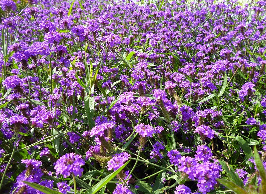 Field, Flowers, Violet, field of flowers, purple, nature, coloured meadow, flower, beauty in nature, lavender