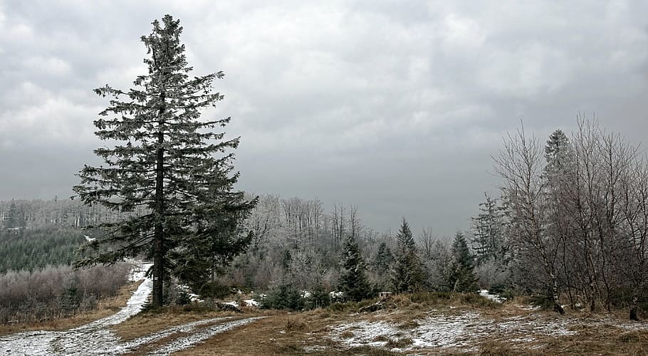snow, covered, forest, cloudy, sky, way, beskids, magura wilkowicka, spring, the path