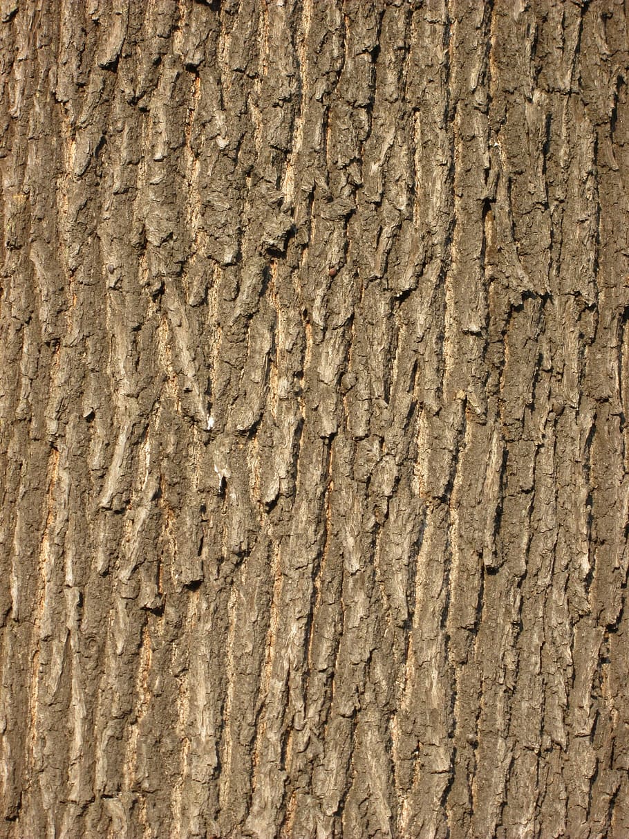 Oak Bark, Tree Bark, Structure, bark, pattern, background, wood, forest, textured, close-up