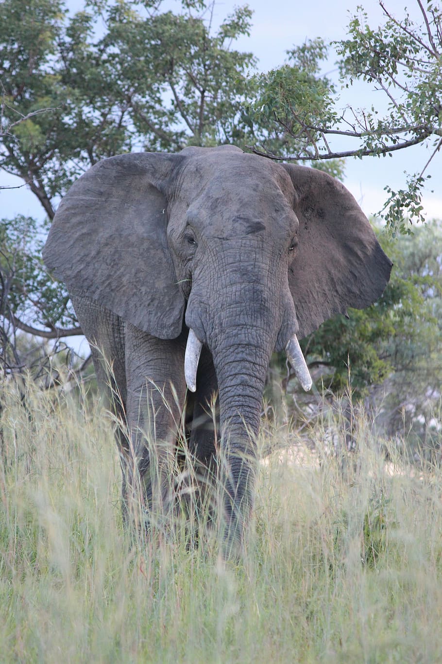 elephant, tusks, africa, animal, wild, mammal, safari, nature, trunk, dangerous