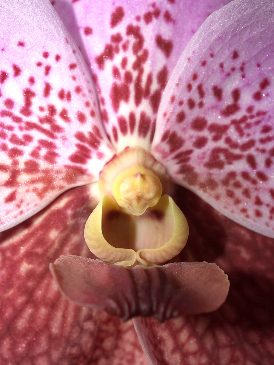 Orchid, Flower, Violet, Flora, orchid, flower, bright, growth, decoration, bud, foliage