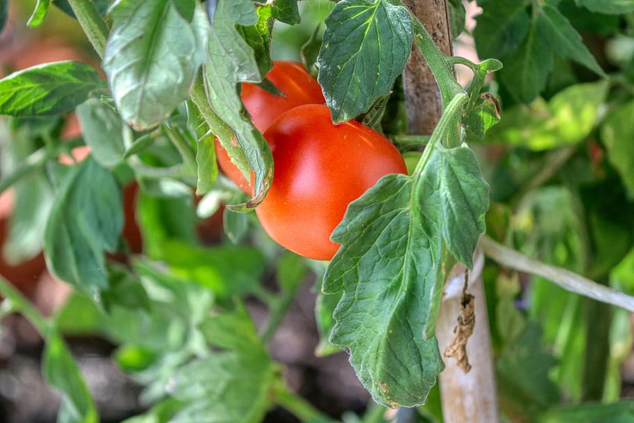 tomate, varilla de tomate, verduras, saludable, alimentos, jardín, cosecha, vitaminas, bio, nutrición
