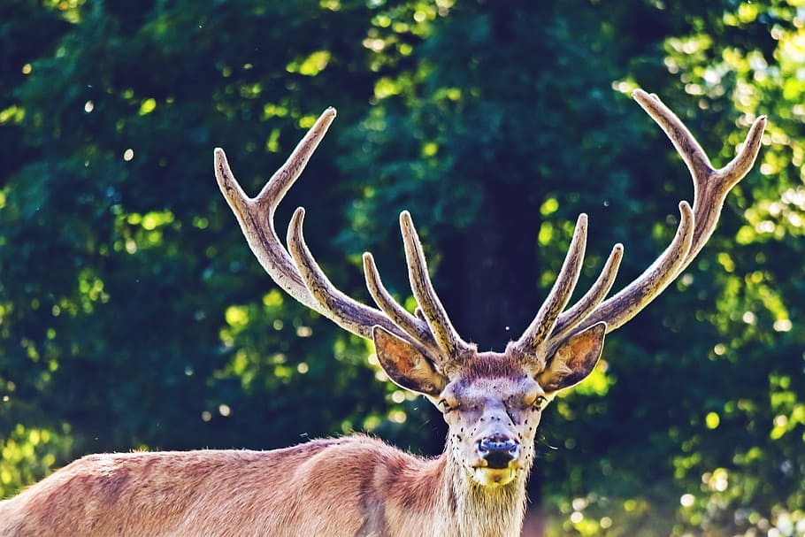 hirsch, animal, real deer, nature, animal world, red deer, enclosure, male, young-stag, park