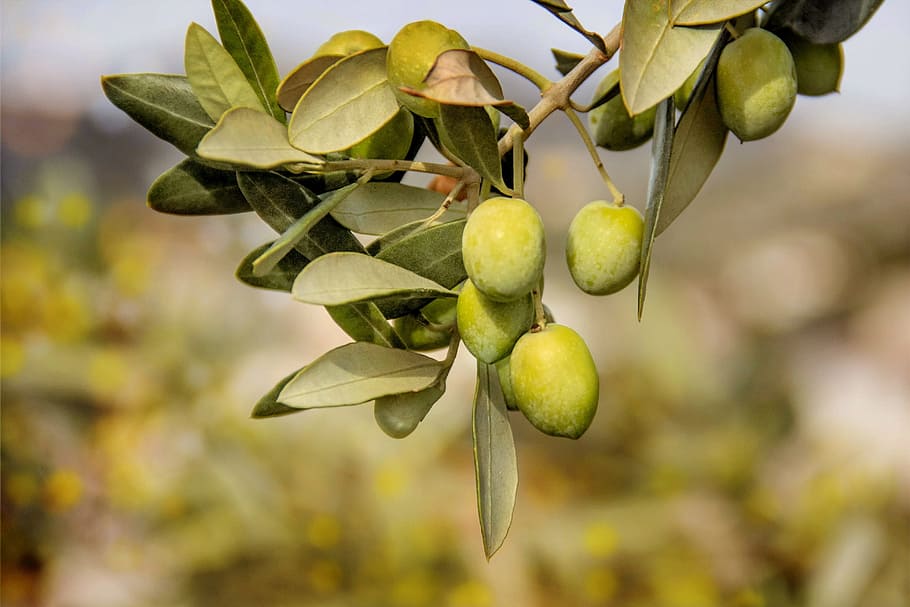 mango fruits, olives, trees, fruit, plants, flora, food and drink, food, healthy eating, leaf