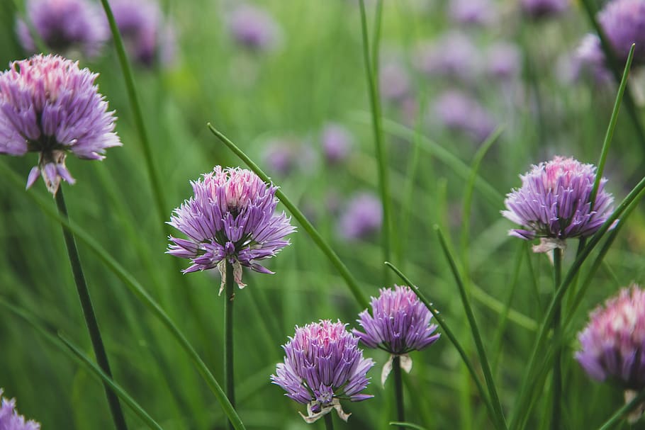 chives, blossom, garden, nature, wild, purple, bloom, plants, botanical, close up