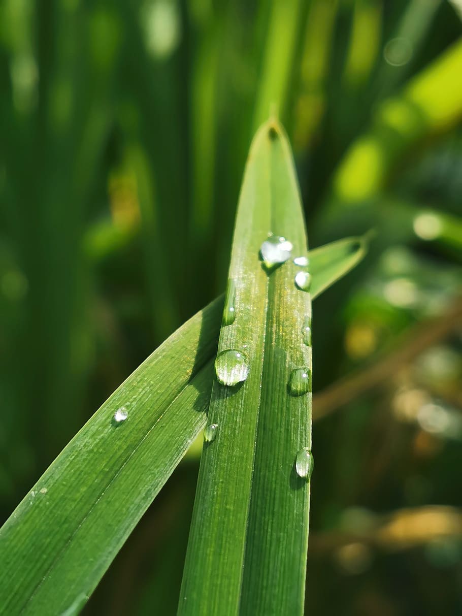 water, drops, grass, rain, nature, wet, plant, moisture, rainy, liquid