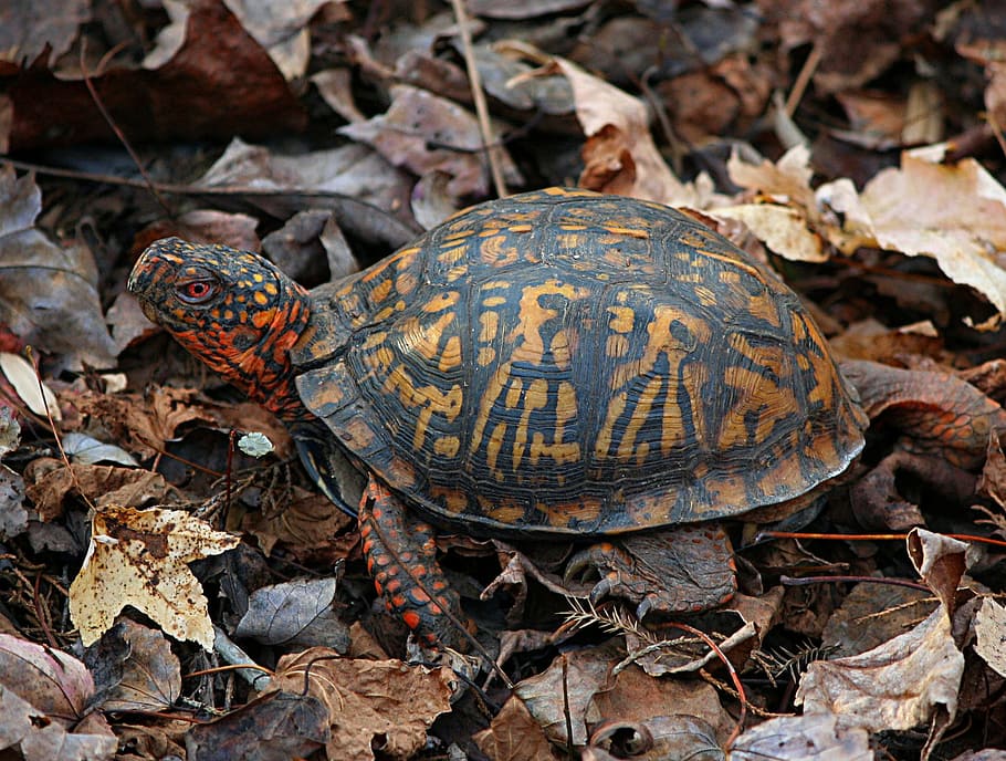 eastern, box turtle, Eastern Box Turtle, Terrapene Carolina, land turtle, turtle, tortoise, slow, crawl, shell